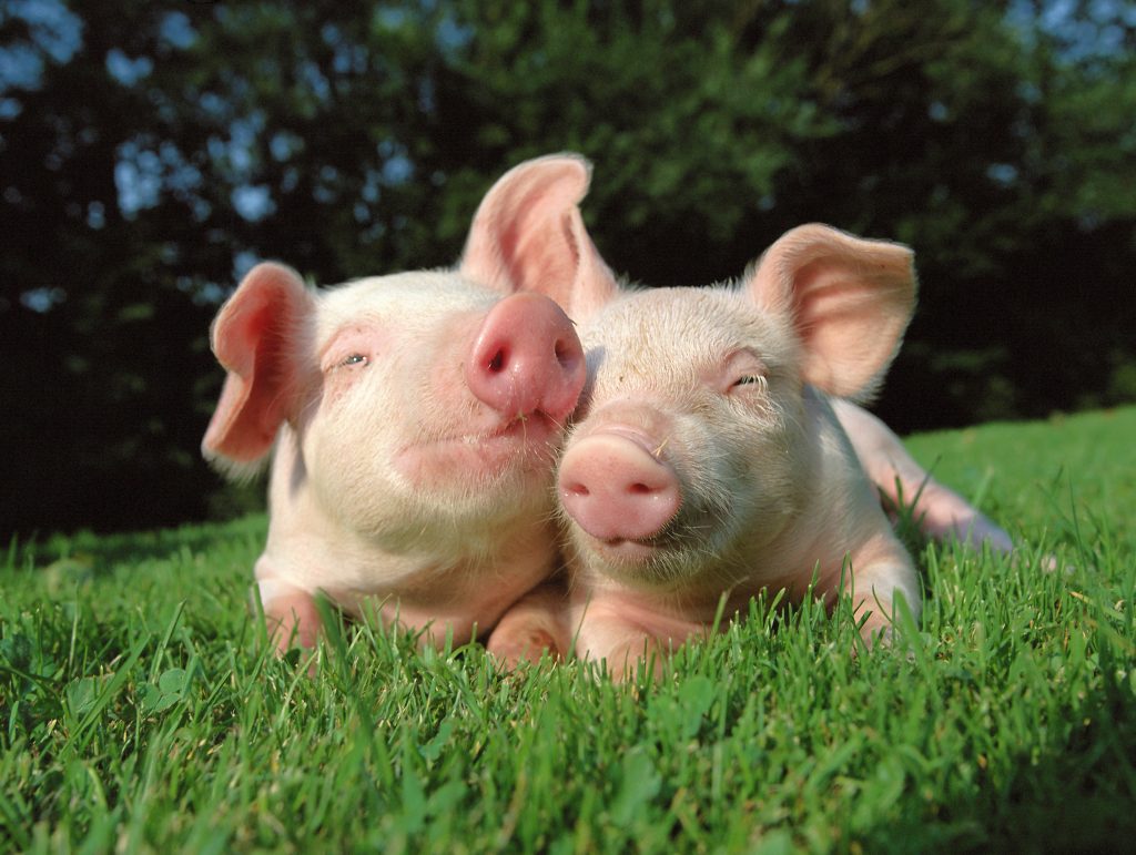 Tiergesundheit