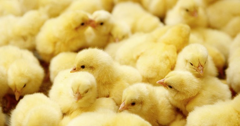 Eine End edes millionenfachen Schredderns ist in Sicht.