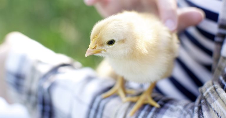 Kueken Innovationspreis Tierwohl cb