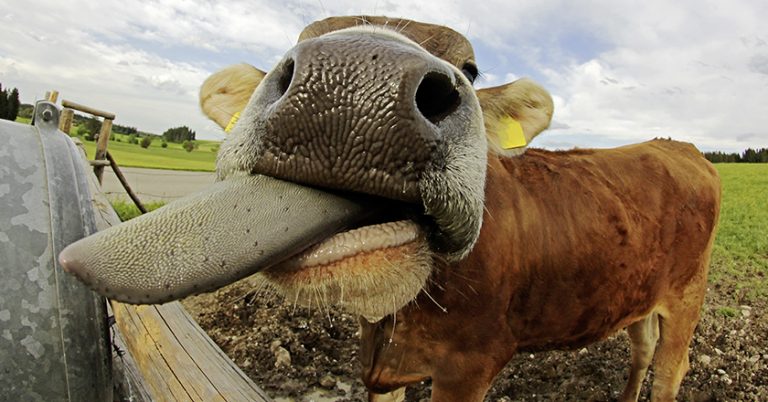 Bringt der Brexit hormonbehandeltes Rindfleisch?