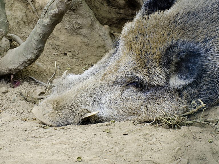 Wildschwein Wildbret ASP cb