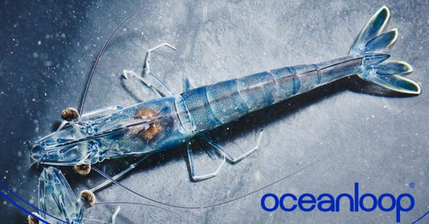 Oceanloop Whiter Tiger Garnele Logo