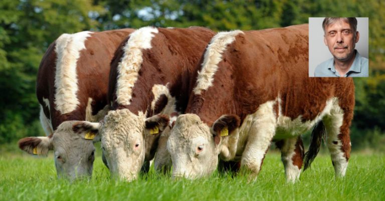 Stephan Otto Weniger Fleisch