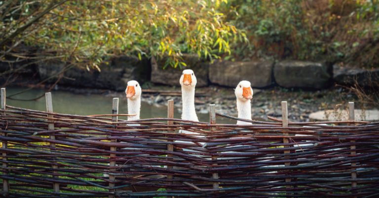 QS neue Tierarten Gans